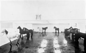 1311029-Jannis_Kounellis_Chevaux